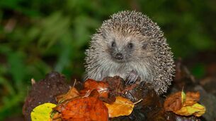 <p>For an animal with a reputation for being shy, a hedgehog can make an extraordinary amount of noise. They snuffle, grunt and bulldoze through dry leaves with surprising enthusiasm. If something is causing an unreasonable commotion beneath the hedge after dark, a hedgehog is a reasonable suspect. Pictures: iStock</p> <p>For an animal with a reputation for being shy, a hedgehog can make an extraordinary amount of noise. They snuffle, grunt and bulldoze through dry leaves with surprising enthusiasm. If something is causing an unreasonable commotion beneath the hedge after dark, a hedgehog is a reasonable suspect. Pictures: iStock</p>