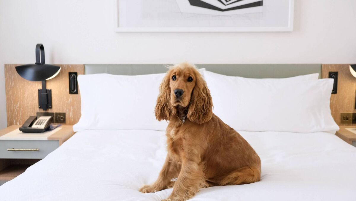 The Conrad Dublin offers a dog friendly environment in the capital