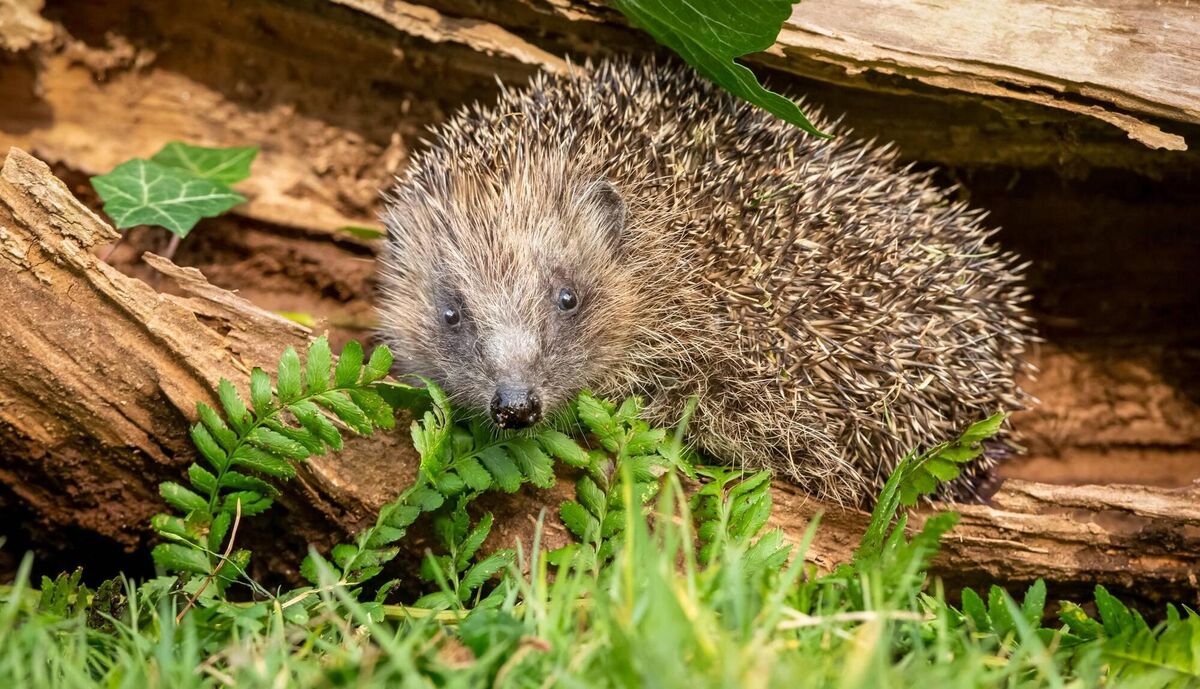 A hedgehog does not necessarily live in one garden. It can travel considerable distances during the night in search of food, shelter and, earlier in the year, mates. A hedgehog does not necessarily live in one garden. It can travel considerable distances during the night in search of food, shelter and, earlier in the year, mates.