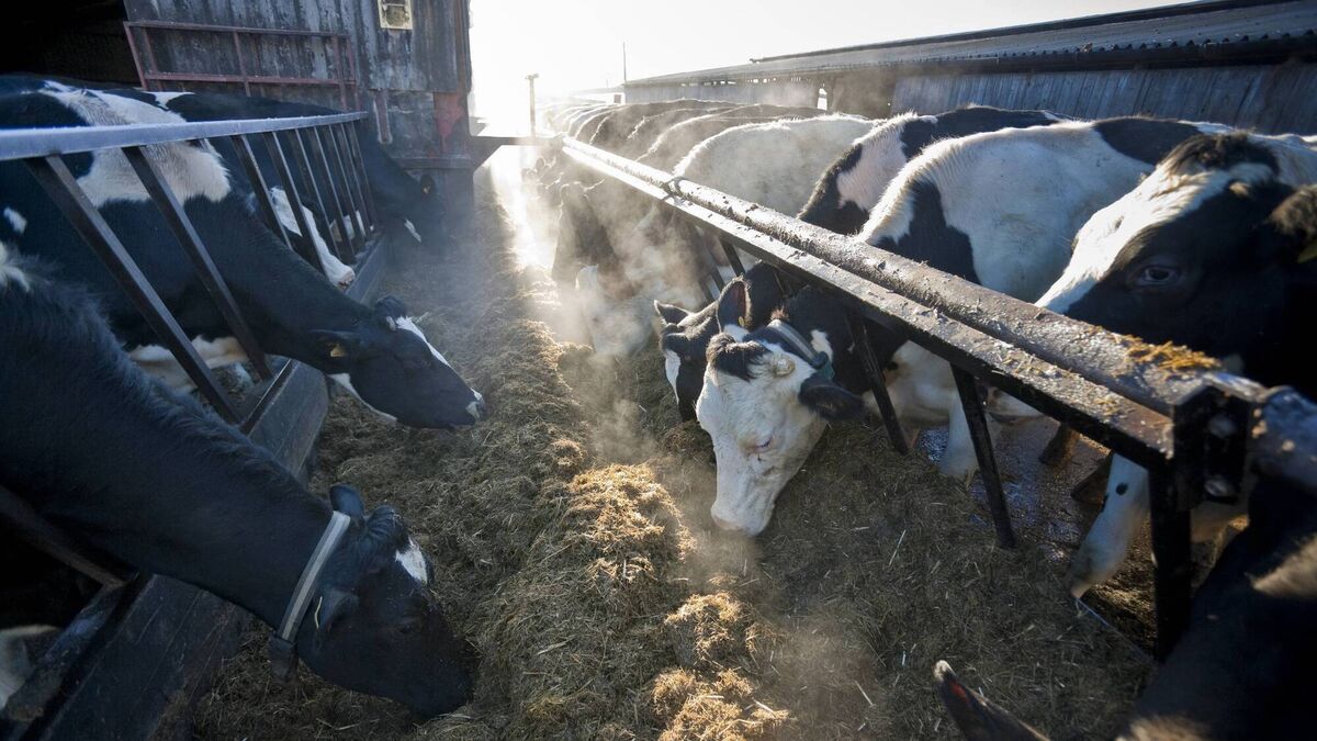 The weeks before calving are the most important period in a cow's lactation cycle. Get it wrong, and the effects don't stop at calving; they follow her right through the lactation, writes Laura O'Connell. The weeks before calving are the most important period in a cow's lactation cycle. Get it wrong, and the effects don't stop at calving; they follow her right through the lactation, writes Laura O'Connell.