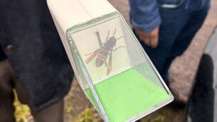 <p>Safely removing the nest is an 'immediate priority', with the team continuing to monitor the area.</p> <p>Safely removing the nest is an 'immediate priority', with the team continuing to monitor the area.</p>