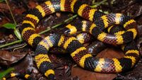 Venomous snakes much likelier to have bright colours than harmless counterparts, Galway researchers find