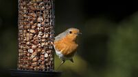 Life Hack: When to start feeding birds again and how to stop mice and rats eating the food