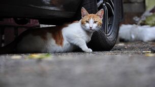 <p>A number of residents across Cork have expressed alarm over an alleged rise in cat thefts and animal cruelty cases. File photo. </p>