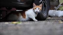 homeless cat