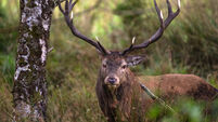 Motorists warned to be wary of deer on roads as rutting season under way
