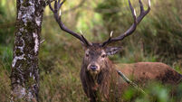 Motorists warned to be wary of deer on roads as rutting season under way