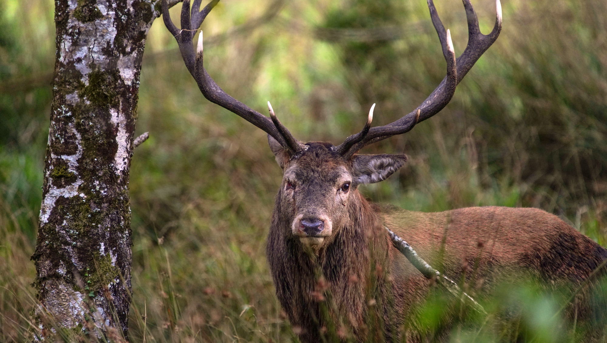 The annual Red Deer Rut Watch takes place in Killarney next Sunday at 9am. Picture: Valerie O’Sullivan