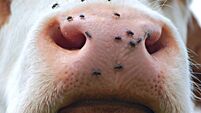 closed mouth of a cow with flies