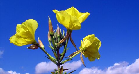 The invasive plant large-flowered evening-primrose (Oenothera glazioviana) in flower. She is native to Brazil