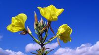 The invasive plant large-flowered evening-primrose (Oenothera glazioviana) in flower. She is native to Brazil