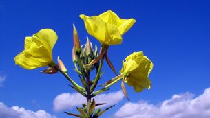 <p>The large-flowered evening-primrose (Oenothera glazioviana) in flower. File picture</p> <p>The large-flowered evening-primrose (Oenothera glazioviana) in flower. File picture</p>