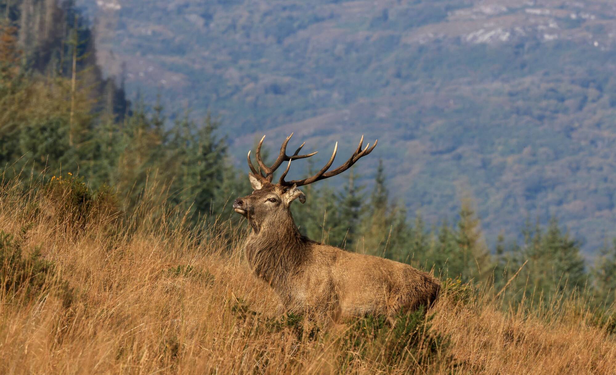 The Irish Deer Commission advises all motorists to be vigilant at this time of year, known as the rutting season. File photo: Valerie O’Sullivan