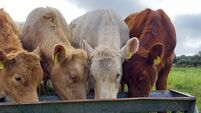 The dangers of Tetany in sucklers when grazing this October