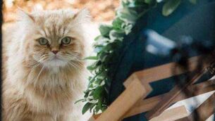 <p>Felix, a 12-year-old pure-bred Persian, who was stolen from his home in Blackrock, Cork, last week.</p> <p>Felix, a 12-year-old pure-bred Persian, who was stolen from his home in Blackrock, Cork, last week.</p>