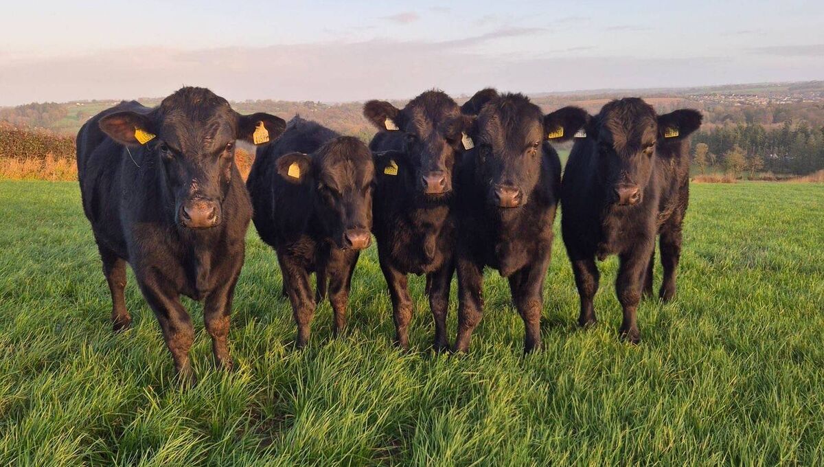 The St Angela's College team's 'Famous Five': Bull McCabe, Rebel, Killeagh, Ferdinand and Cnoc on Ms O’Connell’s home farm.