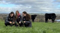 Decrease in the national sheep flock for a second year in a row