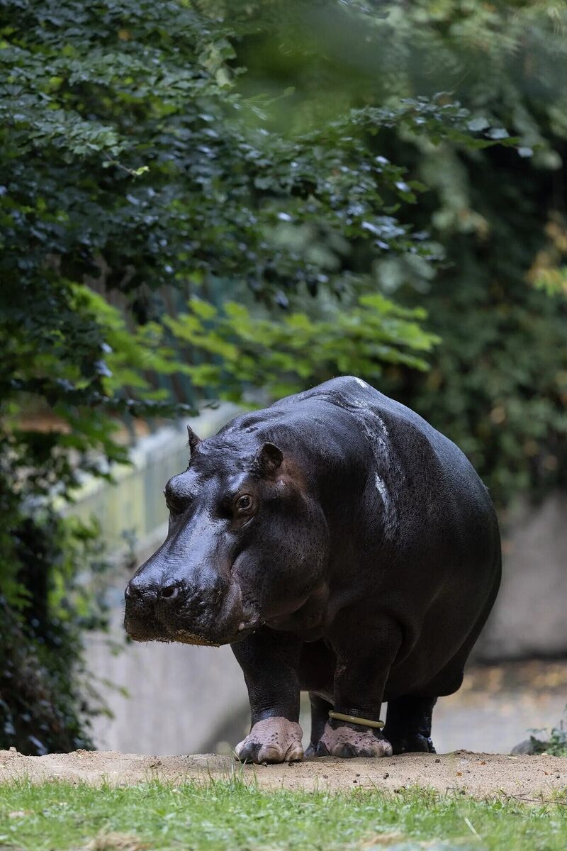Imani the Hippo features in the return of The Zoo, Monday, RTÉ One, 8pm Imani the Hippo features in the return of The Zoo, Monday, RTÉ One, 8pm
