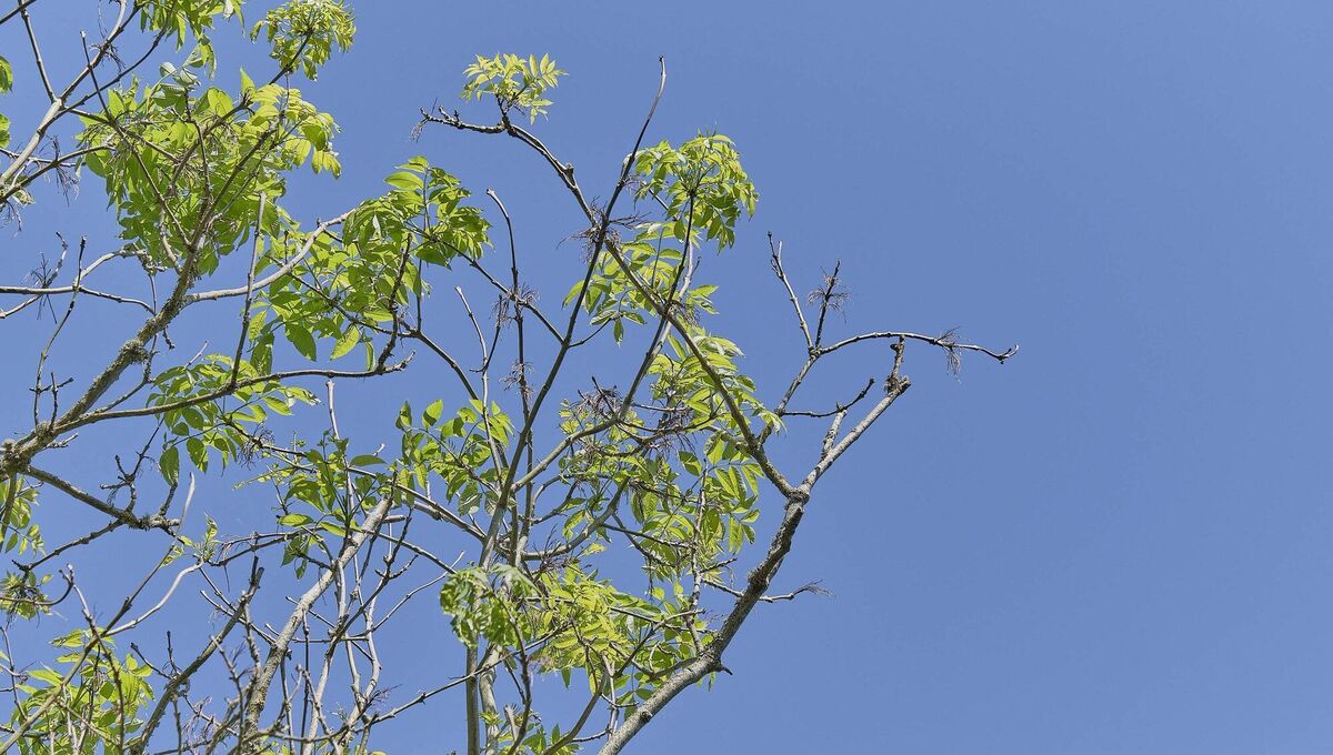 In folklore, ash is one of our sacred trees with ash sticks being used to drive cattle so as to guard them against evil. File picture In folklore, ash is one of our sacred trees with ash sticks being used to drive cattle so as to guard them against evil. File picture