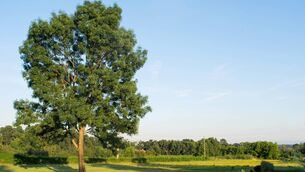 <p>Ash dieback is one of the most serious threats to our native trees, with over 90% of ash expected to be lost.</p> <p>Ash dieback is one of the most serious threats to our native trees, with over 90% of ash expected to be lost.</p>