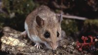 White-Footed Mouse (Peromyscus Leucopus)