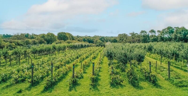 David Dennison's East Waterford vineyard. Photo: Sarah Dennison David Dennison's East Waterford vineyard. Photo: Sarah Dennison