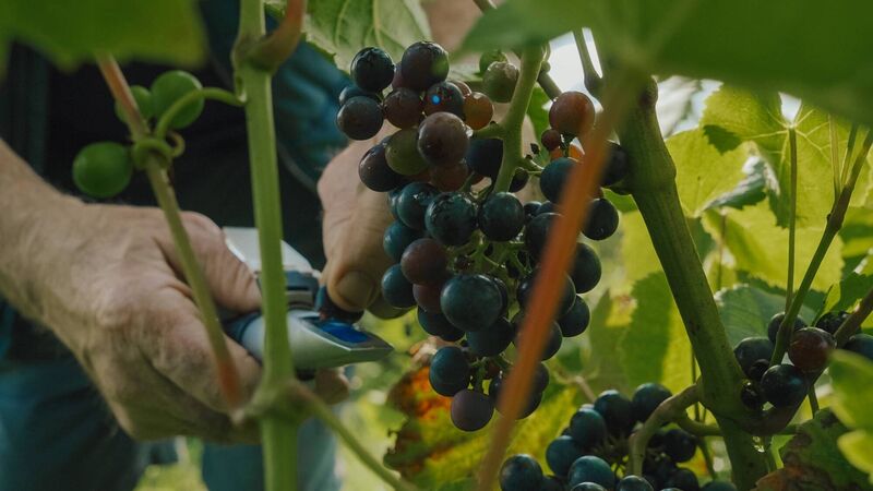 Solaris grapes being harvested at David Dennison's East Waterford Vineyard. Photo: Sarah Dennison Solaris grapes being harvested at David Dennison's East Waterford Vineyard. Photo: Sarah Dennison