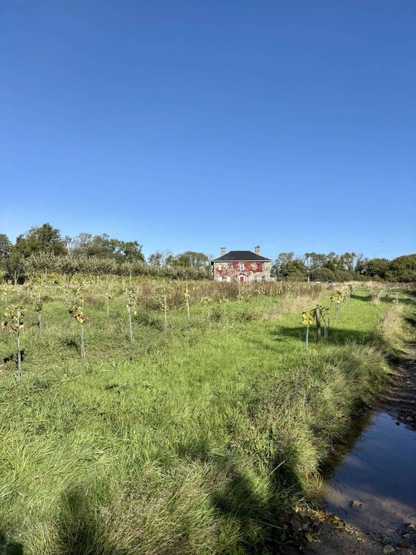 David Dennison's organic vineyard in East Waterford. Photo: Erin Gahan David Dennison's organic vineyard in East Waterford. Photo: Erin Gahan