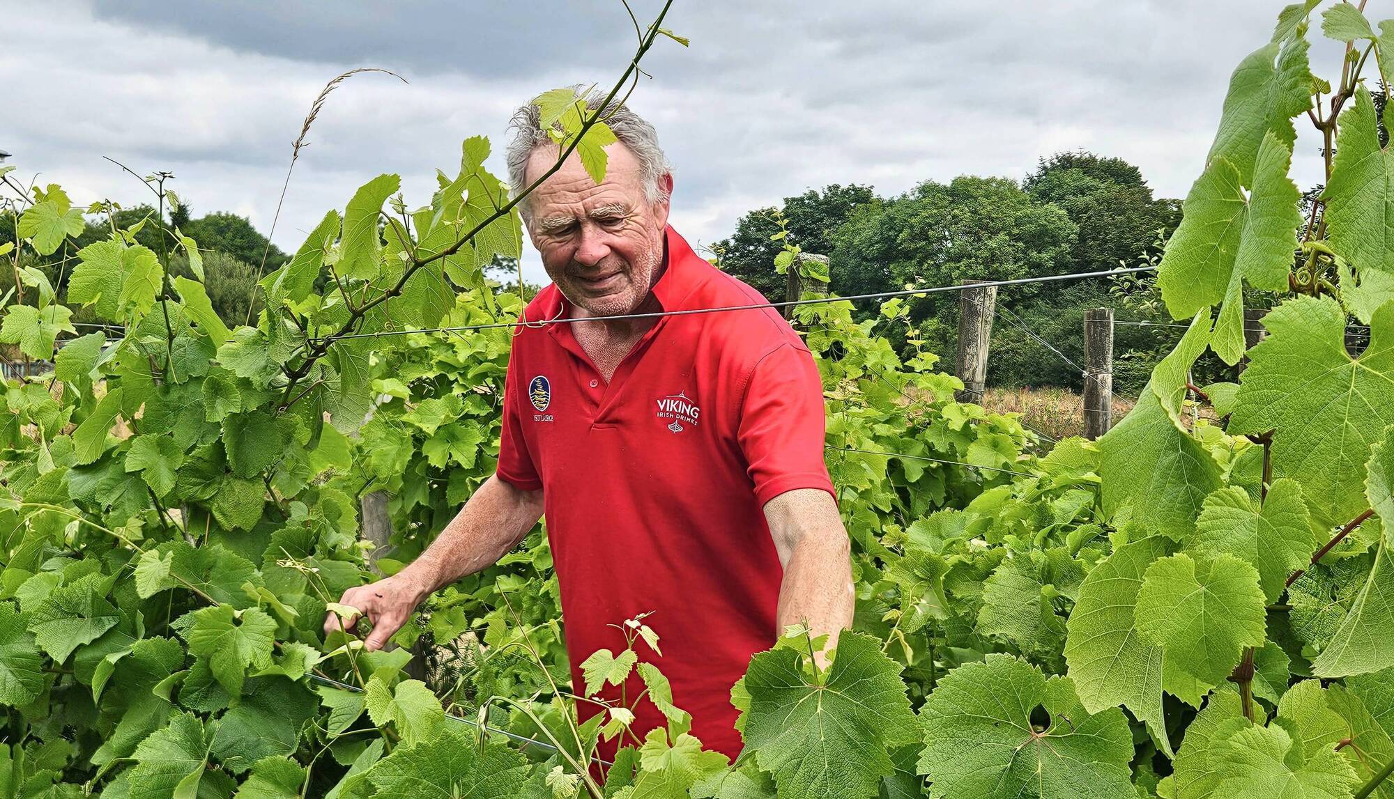 David Dennison at his organic vineyard in East Waterford
