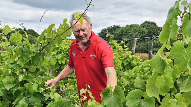 <p>David Dennison at his organic vineyard in East Waterford</p>