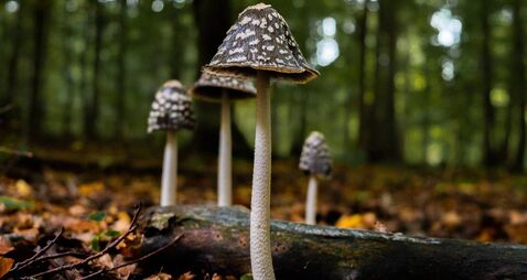 Wild Mushrooms On The Forest Floor