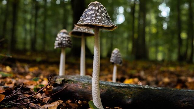 <p>While it’s not unusual to see wild mushrooms popping up overnight in gardens at this time of year, the recent warm, damp weather has provided ideal conditions for their growth. Dile picture</p>