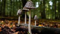 Wild Mushrooms On The Forest Floor