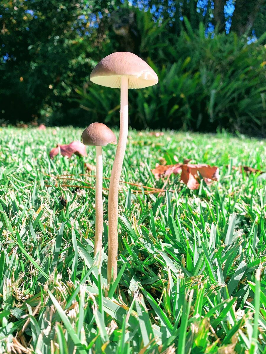 Mushrooms are popping up in my garden. File picture Mushrooms are popping up in my garden. File picture