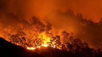 Forest fire