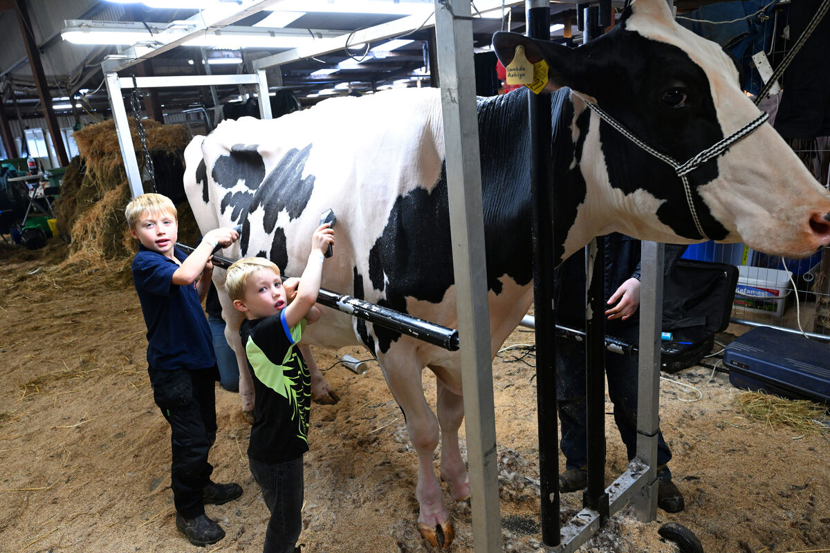  Brothers Ted and Rory Jones getting a cow ready for the show ring at the FBD Insurance National Dairy Show at the Green Glens Arena, Millstreet, Co Cork. Picture: Larry Cummins