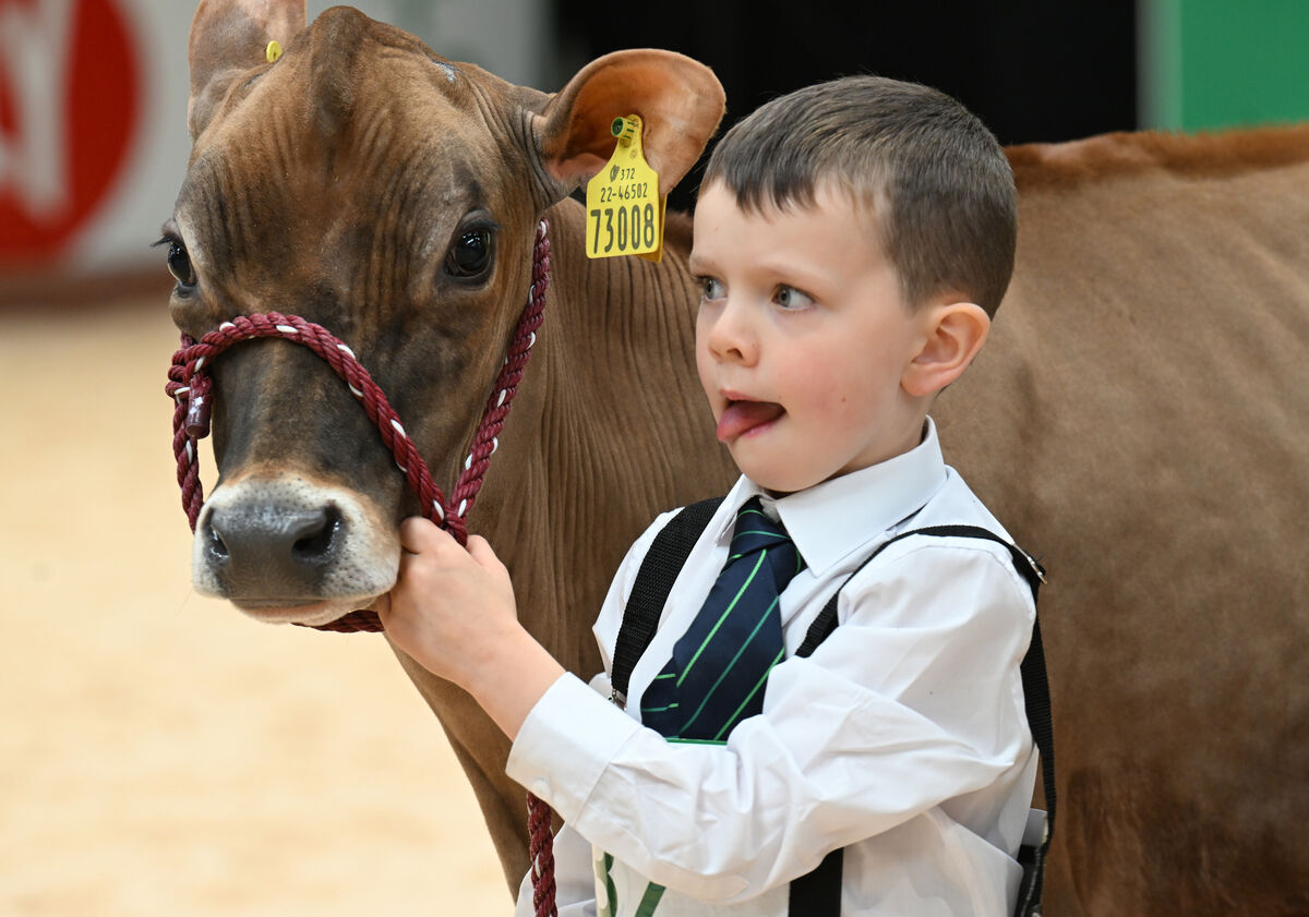  Young handler Harry Whitley in the show ring at the FBD Insurance National Dairy Show at the Green Glens Arena, Millstreet, Co Cork.
