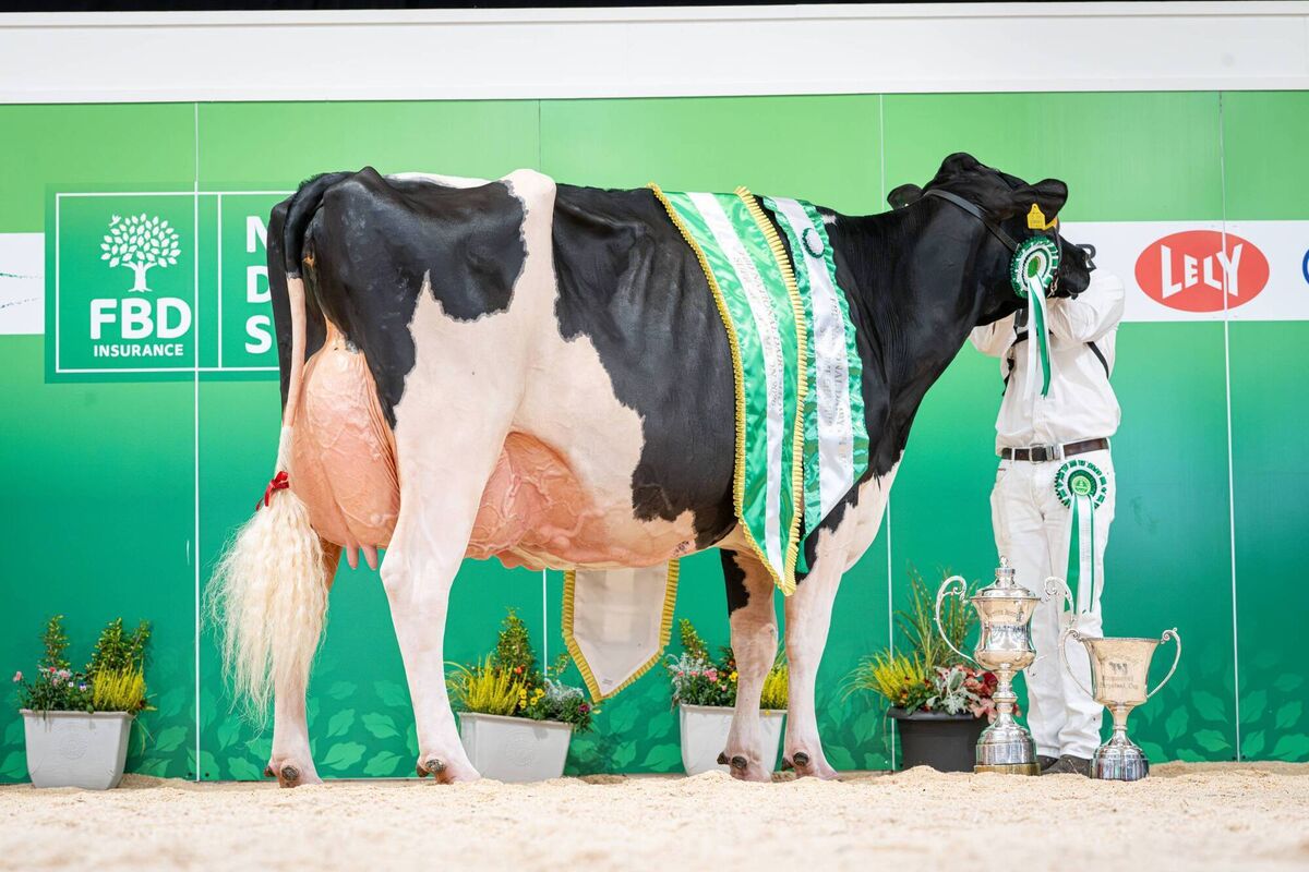 National Dairy Show Supreme Champion and Irish Examiner exhibitor bred Eedy Doorman Fame, bred and exhibited by R&amp;S, J&amp;L Helen. Picture: Mathias Penn