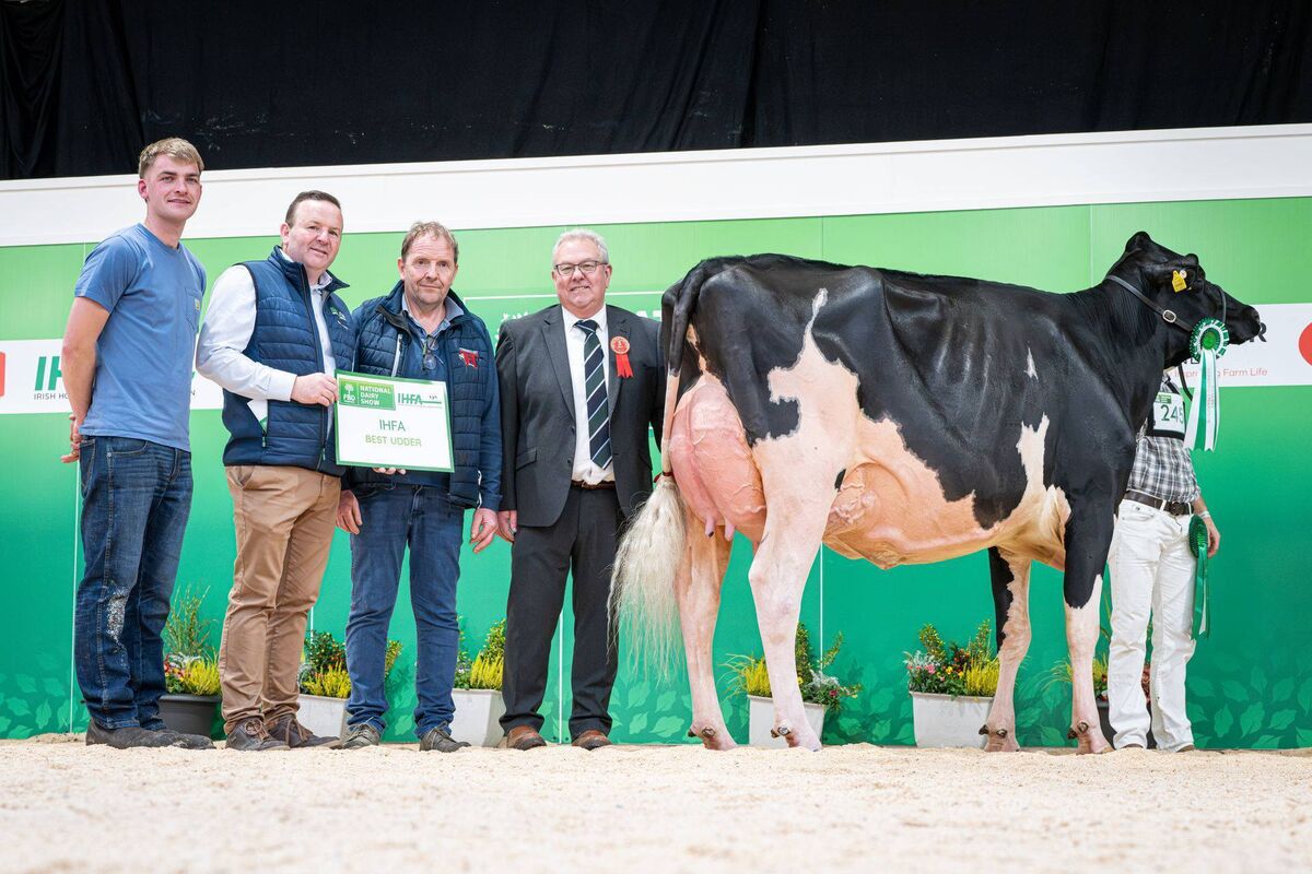 Reserve Champion Tubbertoby Mirand Abba, exhibited and bred by P&amp;M Flanagan, also won the IHFA award for Best Udder at this year's National Dairy Show. Picture: Mathias Penn