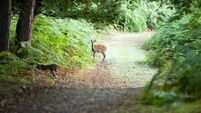Inquisitive young Sika Deer looking straight at the camera.