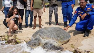 Police officers release green sea turtles back into the ocean (Firdia Lisnawati/AP) Police officers release green sea turtles back into the ocean (Firdia Lisnawati/AP)