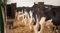 The herd of Holstein cows races in the barn.