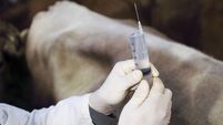 Veterinarian holds syringe with antibiotics