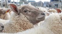 Fluffy Woolly Sheep