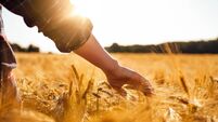Man touching golden heads of wheat while walking through field