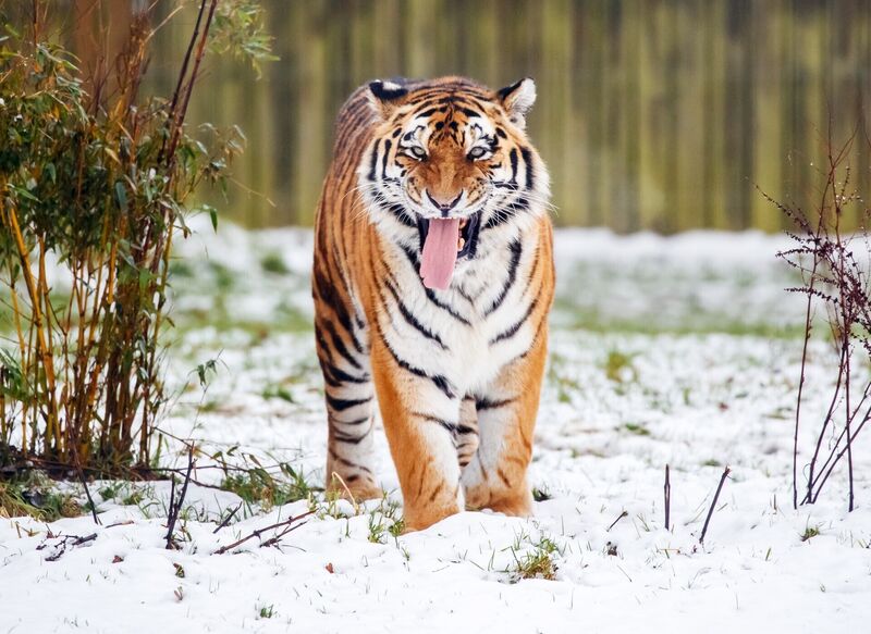 File photo of an Amur tiger (also known as a Siberian tiger), enjoying the snow at Yorkshire Wildlife Park in Doncaster. Picture: Danny Lawson/PA Wire File photo of an Amur tiger (also known as a Siberian tiger), enjoying the snow at Yorkshire Wildlife Park in Doncaster. Picture: Danny Lawson/PA Wire