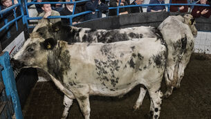 <p> Three February '25 born Belgian Blue cross bullocks, averaging 466kg, sold for €1,620 each in Dungarvan Mart. Picture: O'Gorman Photography.</p> <p> Three February '25 born Belgian Blue cross bullocks, averaging 466kg, sold for €1,620 each in Dungarvan Mart. Picture: O'Gorman Photography.</p>