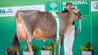 Three generations of success as Rathard takes Jersey honours at National Dairy Show