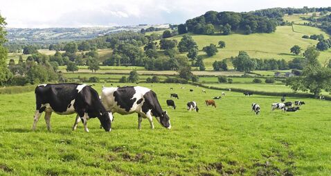 Panoramic of Dairy Cows