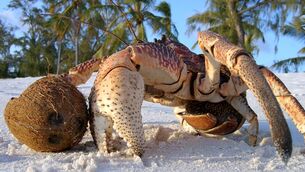 <p>Coconut crabs are omnivorous scavengers that often feed on animal remains. That behaviour has prompted a rather unsettling question: could these enormous crustaceans help explain why Amelia Earhart's remains were never found? Picture: iStock</p> <p>Coconut crabs are omnivorous scavengers that often feed on animal remains. That behaviour has prompted a rather unsettling question: could these enormous crustaceans help explain why Amelia Earhart's remains were never found? Picture: iStock</p>
